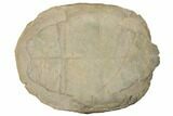 Fossil Tortoise (Testudo) Shell - South Dakota #192123-1